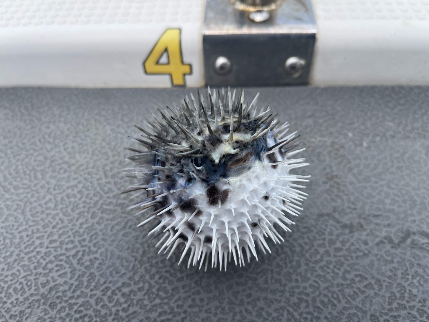 真鯛狙い五目